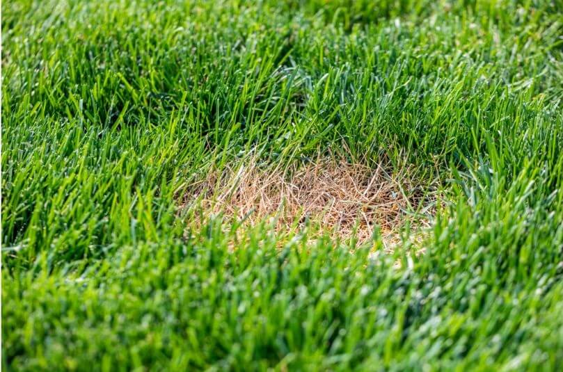 Hydroseeding solve and repair Bare Spot and create new lawn